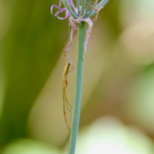 Réf. 286 461 : Tetragnatha sp.